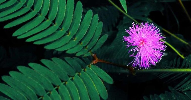 Mimosa Pudica-Samen helfen, Parasiten aus dem Körper zu entfernen
