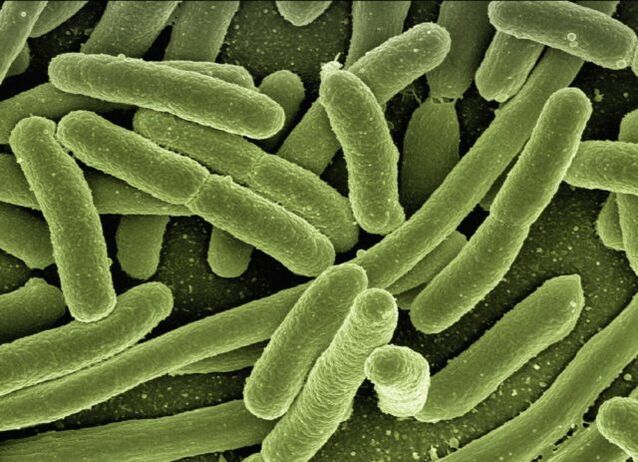 Parasiten im menschlichen Körper