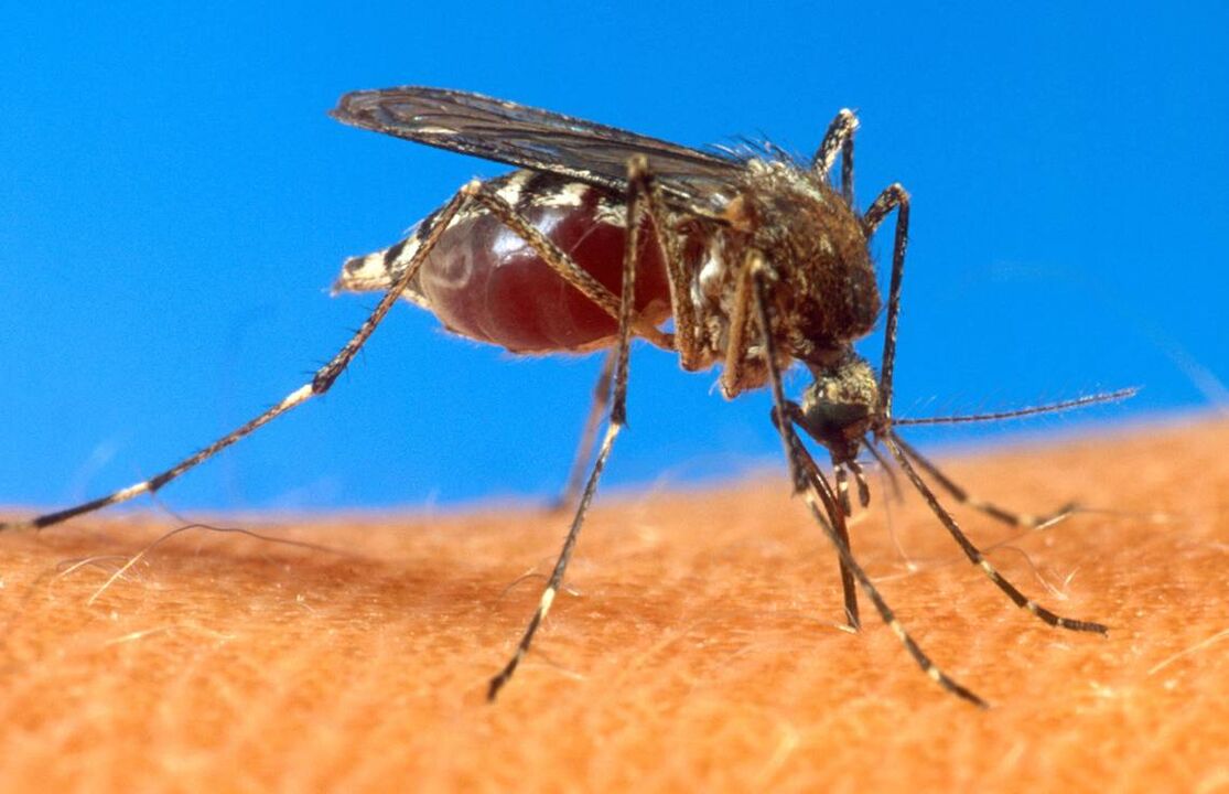Mückenstich als Infektionsweg mit Würmern
