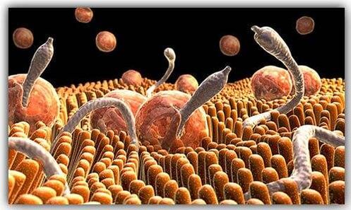 Parasiten im Körper