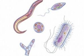 Arten von Parasiten im menschlichen Körper